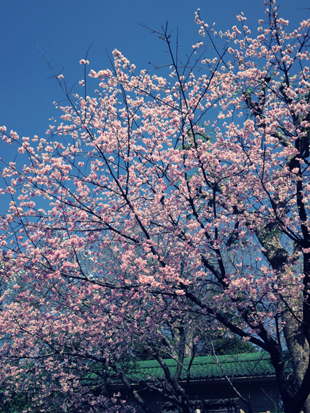 ���ܞ��V�_�Ђ̍��ʐ^