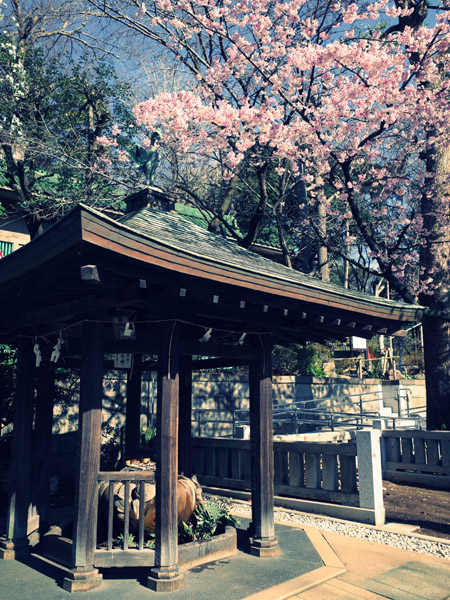 �������ƌܞ��V�_�Ђ̍��ʐ^