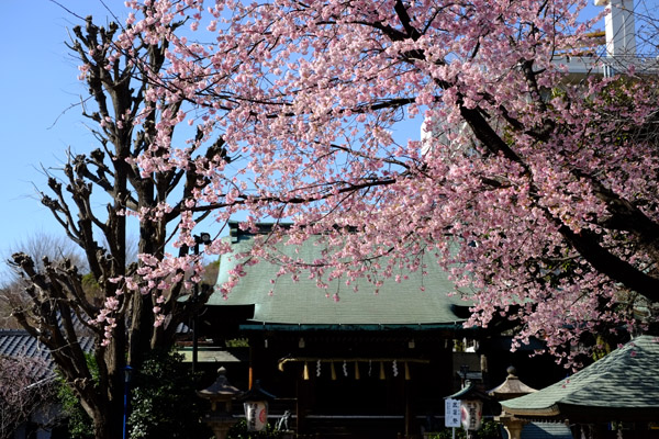 ���ܞ��V�_�Ђ̔q�a�ƍ��̎ʐ^