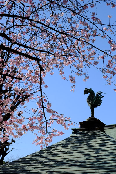 �������ƌܞ��V�_�Ђ̍��ʐ^