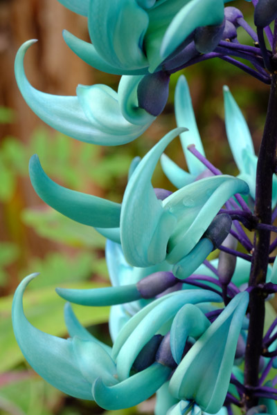 �������}���Ă����΂̂悤�ɔ������q�X�C�J�Y���̉Ԃт�