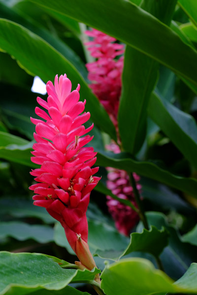 ��D�t�����[�Z���^�[�̉����ō炭�o�i�i�̉�