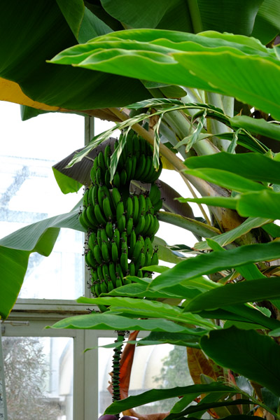 ��D�t�����[�Z���^�[�̉������ł����Ɏ������o�i�i