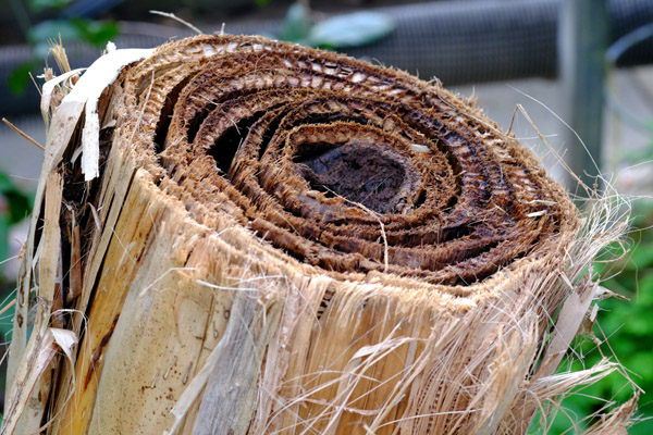 ��D�t�����[�Z���^�[�̃o�i�i�̐؂芔�̒f�ʎʐ^