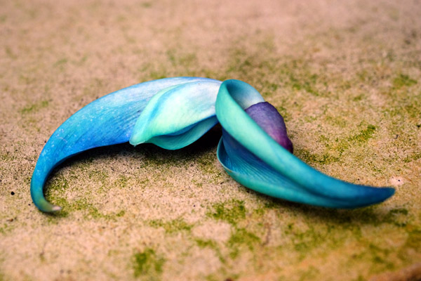 �������}���Ă����΂̂悤�ɔ������q�X�C�J�Y���̉Ԃт�