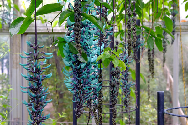 �܂����ꂩ�猩�����}�����D�t�����[�Z���^�[�̃q�X�C�J�Y��