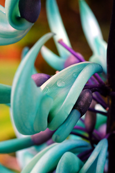 �������}���Ă����΂̂悤�ɔ������q�X�C�J�Y���̉�