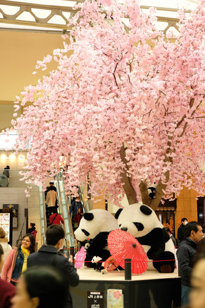 JR���w�ɂł��Ԍ�������p���_�B