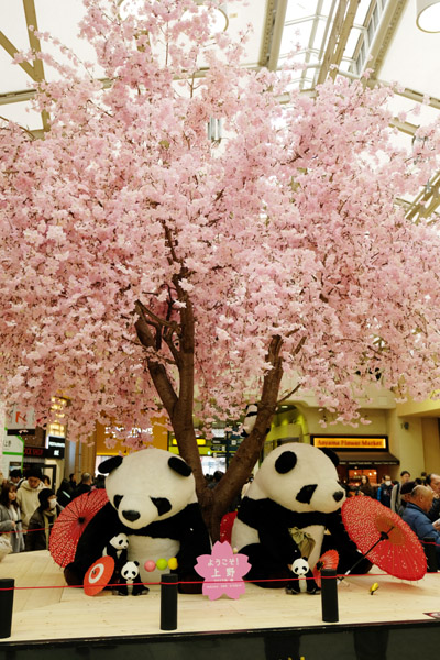 JR���w�ɂł��Ԍ�������p���_�B