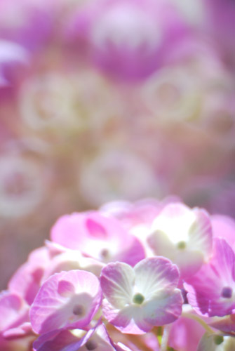 �~���[�����Y�̎B�e��